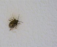 Image result for Stink Bug Droppings