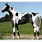 Image result for Tobiano Paint Horse