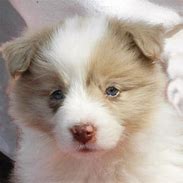 Image result for Cute Border Collie Puppies