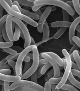 Image result for vibrio_cholerae