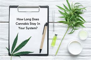 Image result for How Long Does Marijuana Stay in Your System