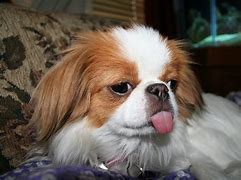 Image result for Chin Pucker