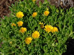 Image result for Delosperma lineare