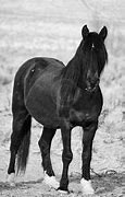 Image result for Beautiful Wild Mustang Horse