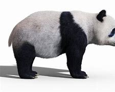 Image result for Panda Bear Side View