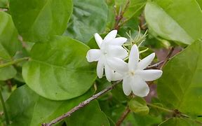 Image result for Jasmine in Space