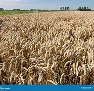 Image result for Agriculture in Netherlands