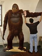 Image result for Old Giant Gorilla Picture