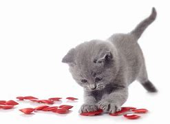 Image result for Valentine Cat Wallpaper