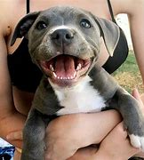 Image result for Baby Pit Bull