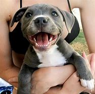 Image result for Funny Cute Pitbull Puppies