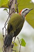 Image result for Xiphidiopicus Picidae