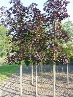 Image result for Acer platanoides Royal Red