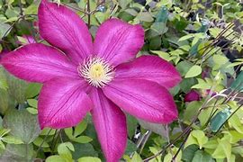 Image result for Clematis Bourbon