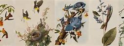 Image result for the_birds_of_america