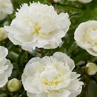 Bildergebnis für Paeonia Duchesse de Nemours (Lactif-SD-Group)