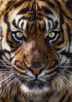 Stunning Sumatran... | Ausgestopftes tier, Tiere wild, Wilde katzen