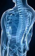Image result for Chiropractic Spine