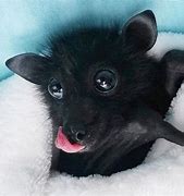 Image result for Baby Bat Animal