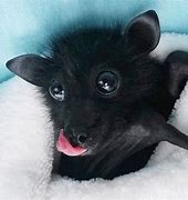 Image result for Fruit Bat Babies