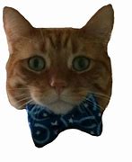 Image result for abracat