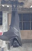 Image result for Philippines' Biggest Bat