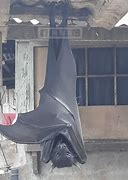 Image result for Giant Bat Asia