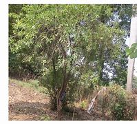 Image result for Chovuku Tree