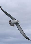 Image result for albatroa