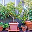 Image result for Plant Fruit Trees