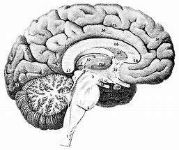 Image result for Short-Term Memory Brain