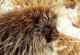 Image result for Cute Baby Porcupine