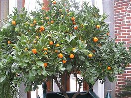 Image result for Indoor Orange Tree Dwarf