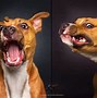 Image result for Funny Animal Faces Dog