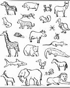 Image result for What Are Some Diffrent Types of Species