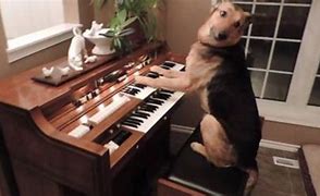 Image result for Living Room with Dog Piano