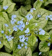 Image result for Brunnera macrophylla Marleys White