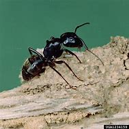 Image result for Black Tree Ants