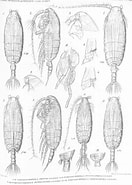 Afbeeldingsresultaten voor Pseudochirella obtusa Onderklasse. Grootte: 132 x 185. Bron: www.marinespecies.org
