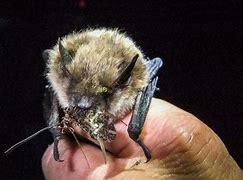 Image result for Cute Bat Eating Insects