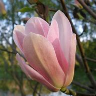 Image result for Magnolia Coral Lake