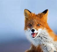 Image result for Fox Animal Angry