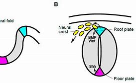 Image result for Roof Plate Neural Tube