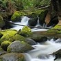 Image result for Nature M Using Image Copyright Free