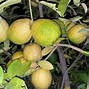 Image result for Lemon-Orange Hybrid