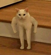 Image result for Two-Legged Cat Meme
