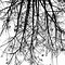 Image result for tree branch drawing