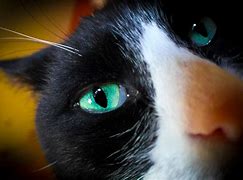 Image result for Cat Contact Lenses