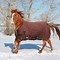 Image result for Brown Horse White Background