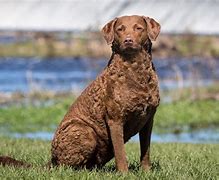 Image result for Guard Dog Breeds